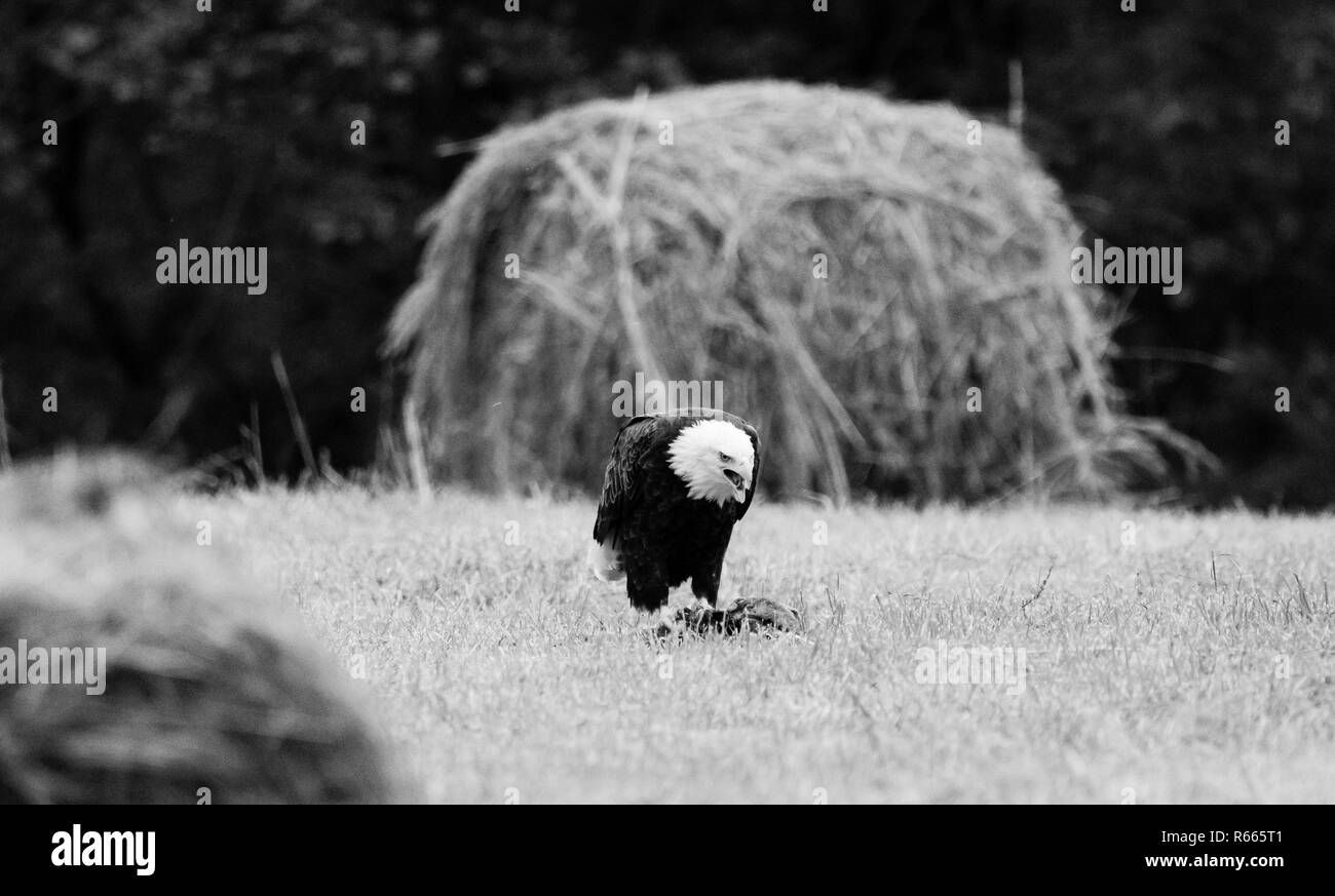 Après les vautours gauche, ce American Bald Eagle ont pleinement profité des reports à gauche. Situé dans la région de Teresita, New York 2018 Banque D'Images