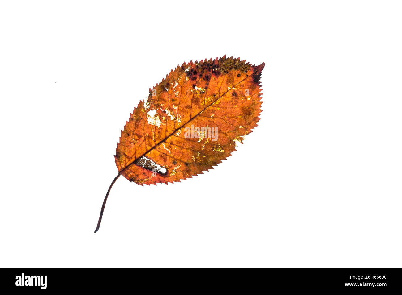 Feuille d'automne orange avec décomposer fissures et trous Banque D'Images