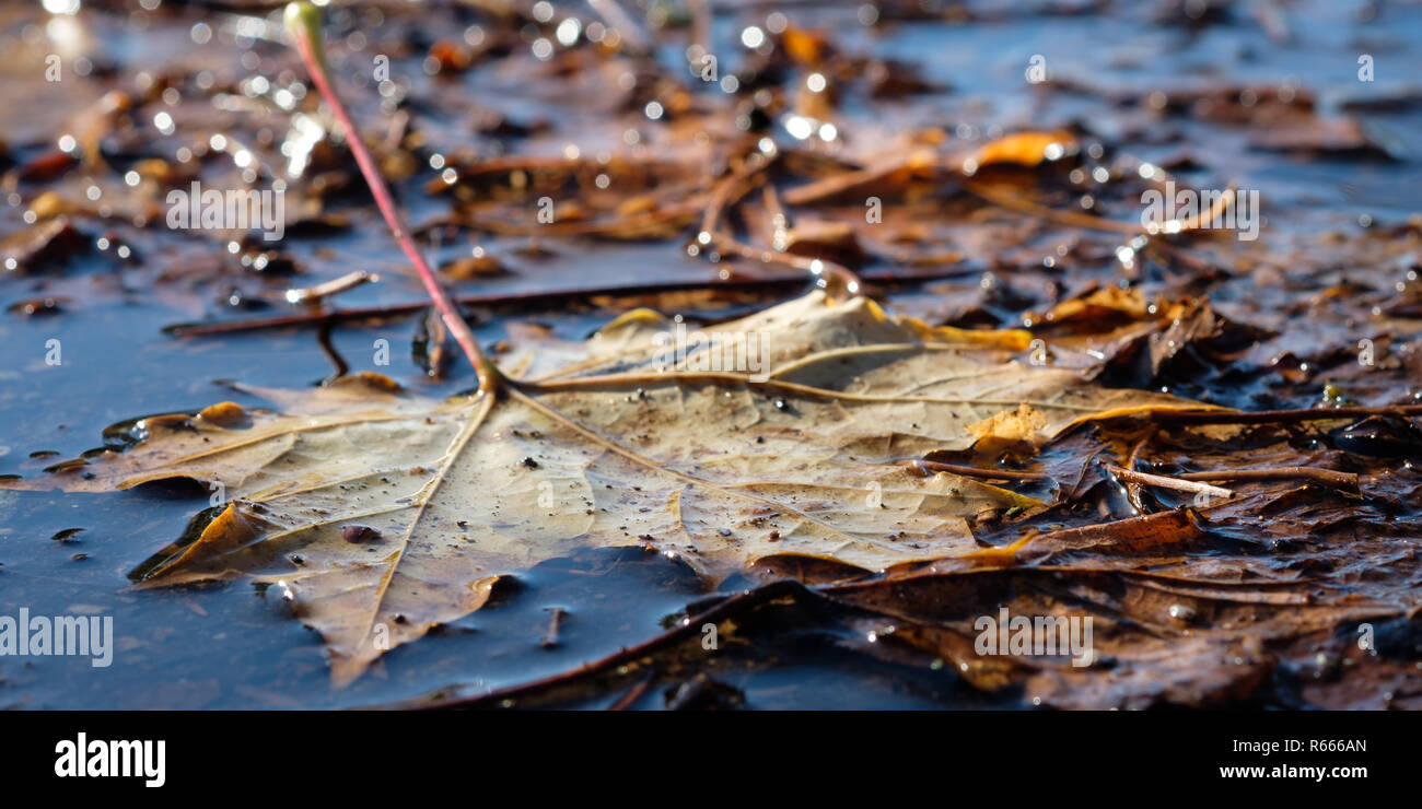 Feuille d'érable jaune dans l'eau d'une flaque d'eau dans la lumière arrière Banque D'Images