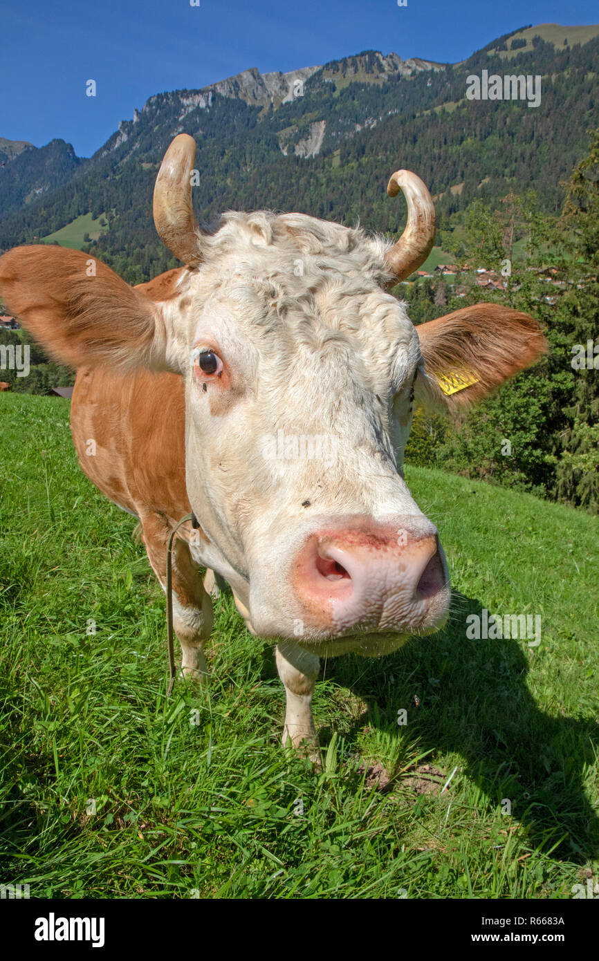 Vache dans le Simmental Banque D'Images