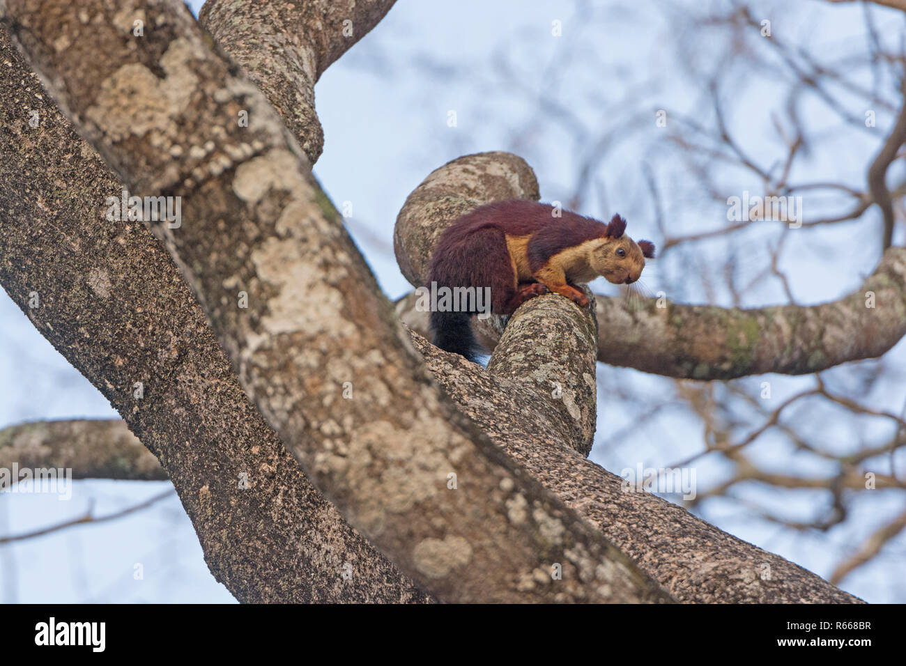 Écureuil géant indien dans un arbre dans le Parc National de Nagarhole en Inde Banque D'Images