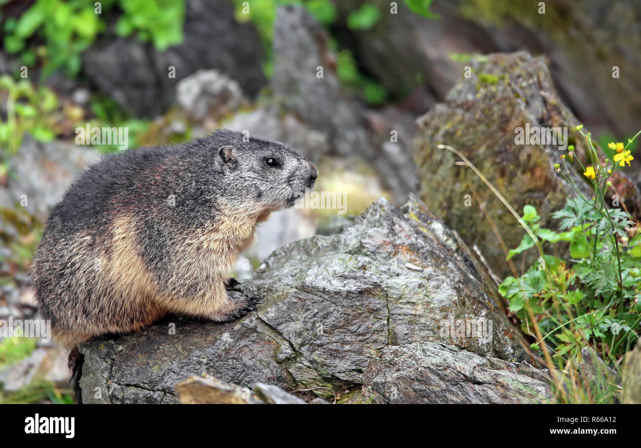 Marmotte des Alpes Marmota marmota Banque D'Images