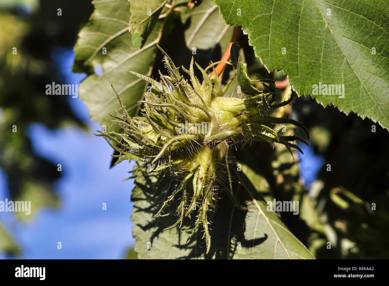 Corylus colurna noisetier turc, encore, avec fruit non mûr, Bavaria, Germany, Europe Banque D'Images