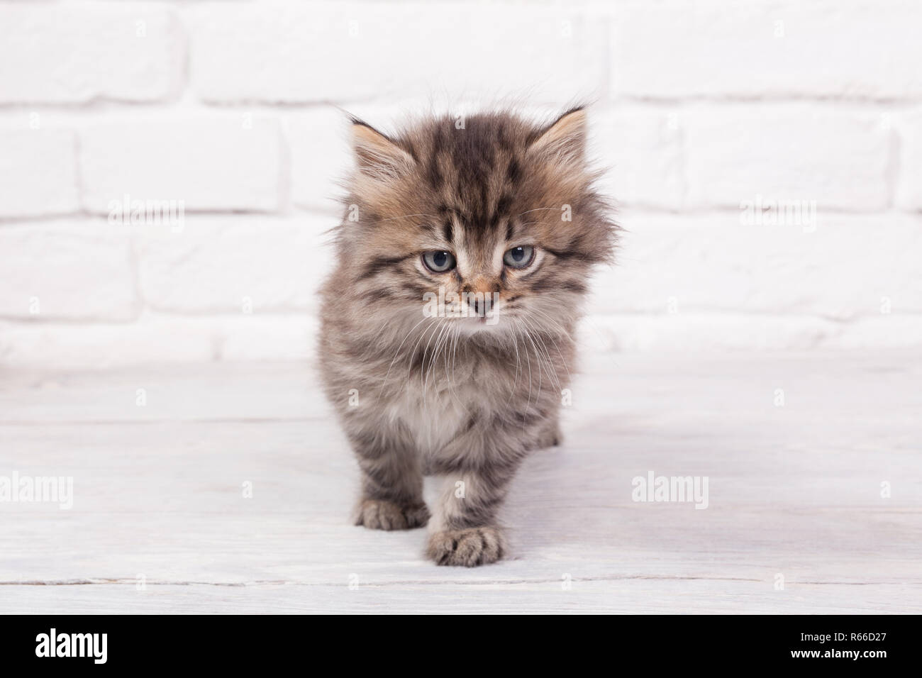 Les jeunes chatons duveteux Banque D'Images