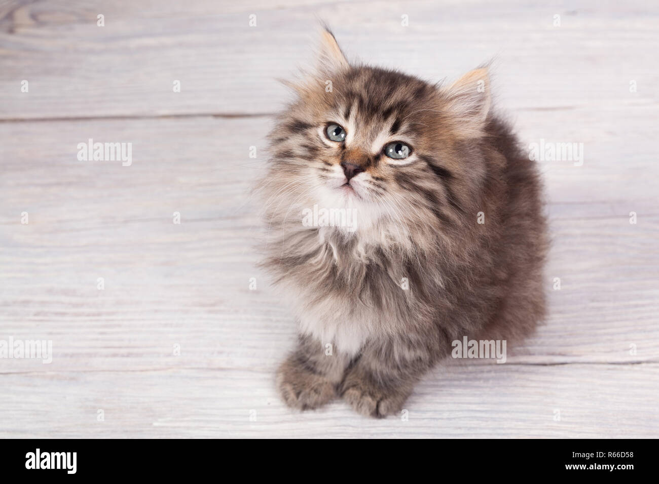 Les jeunes chatons duveteux Banque D'Images