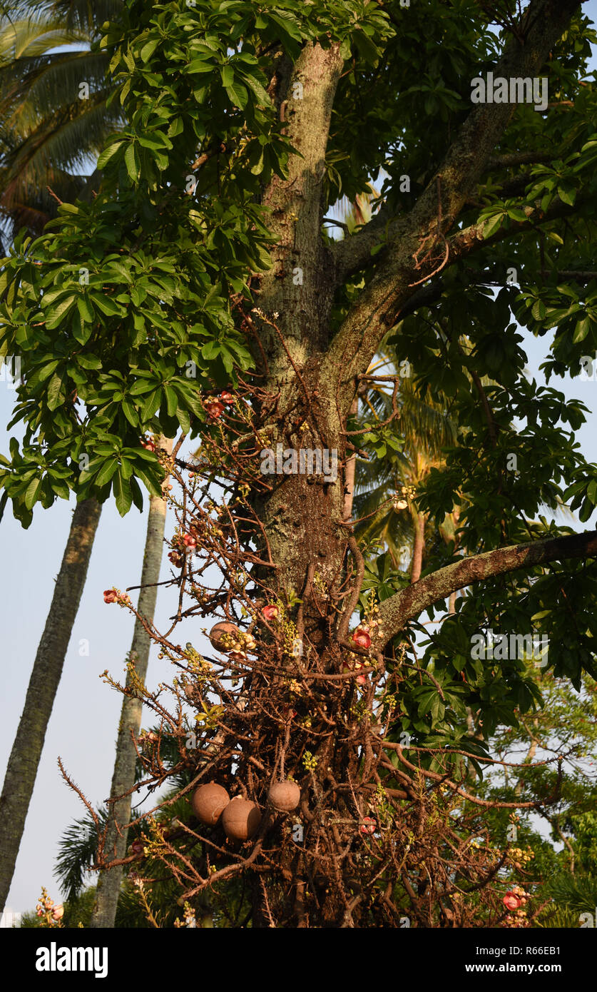 Le Couroupita guianensis Cannon Ball est un arbre originaire des forêts tropicales de l'Amérique du Sud et centrale. Celui-ci est bien dans le centre de Cairns Banque D'Images