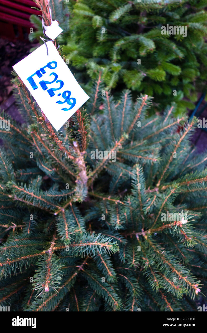 Étiquette de prix sur un arbre de Noël sur l'écran dans une petite boutique de fleuriste à Dinnington, Rotherham, South Yorkshire, Angleterre Banque D'Images