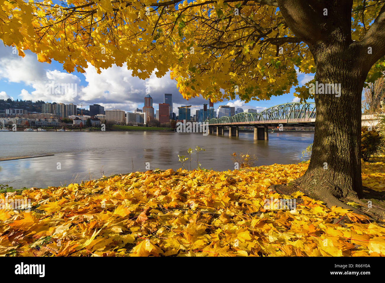 Feuillage d'automne avec Portland Oregon City Banque D'Images