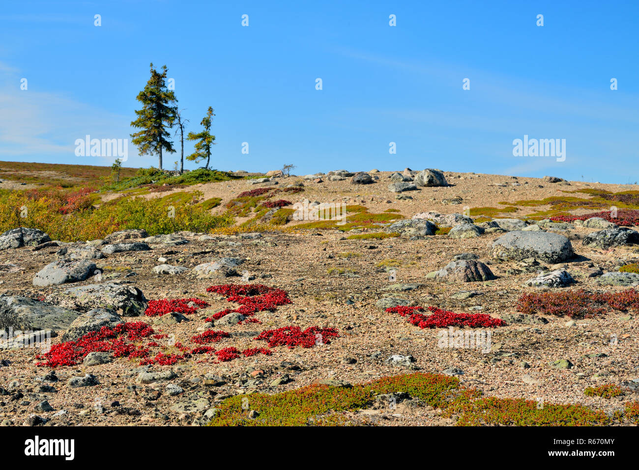 Au début de l'automne couleurs de la toundra des eskers près de Lake Ennadai, Arctique Haven Lodge, le territoire du Nunavut, Canada Banque D'Images