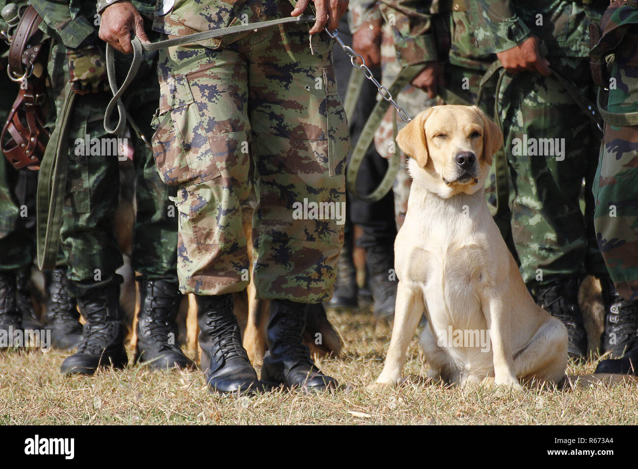 La formation des chiens de guerre Banque D'Images
