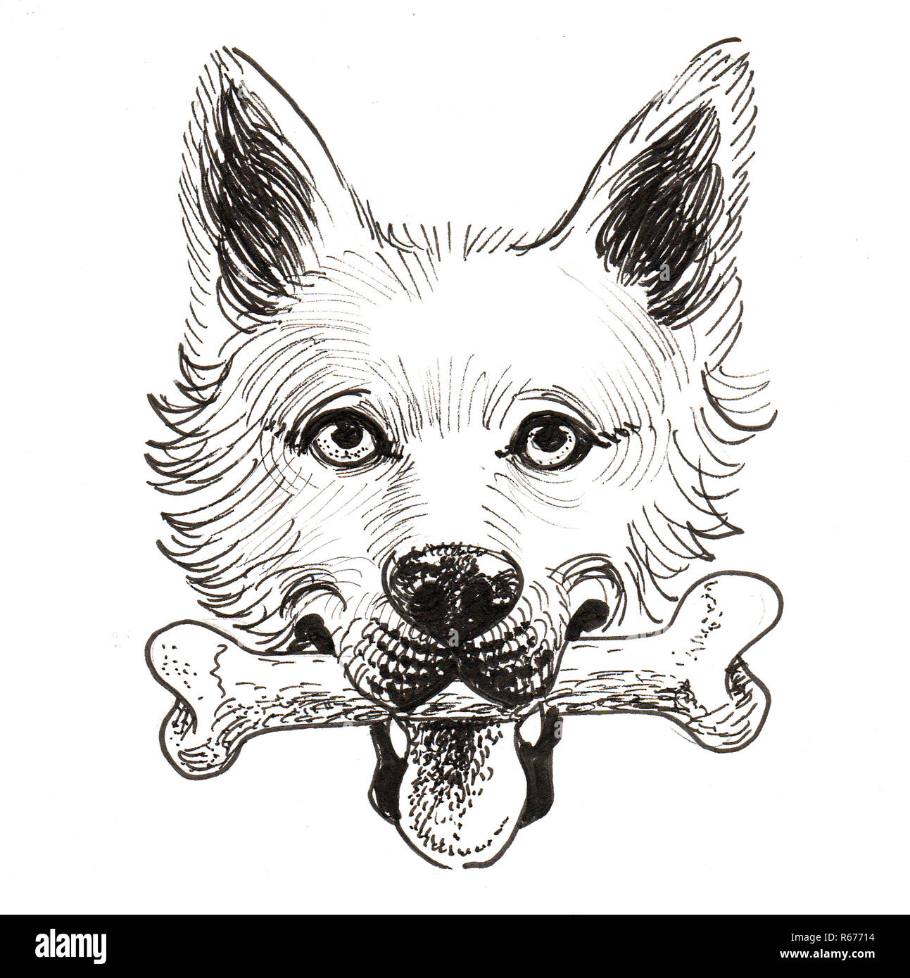 Chien Avec Un Os Photos Chien Avec Un Os Images Alamy