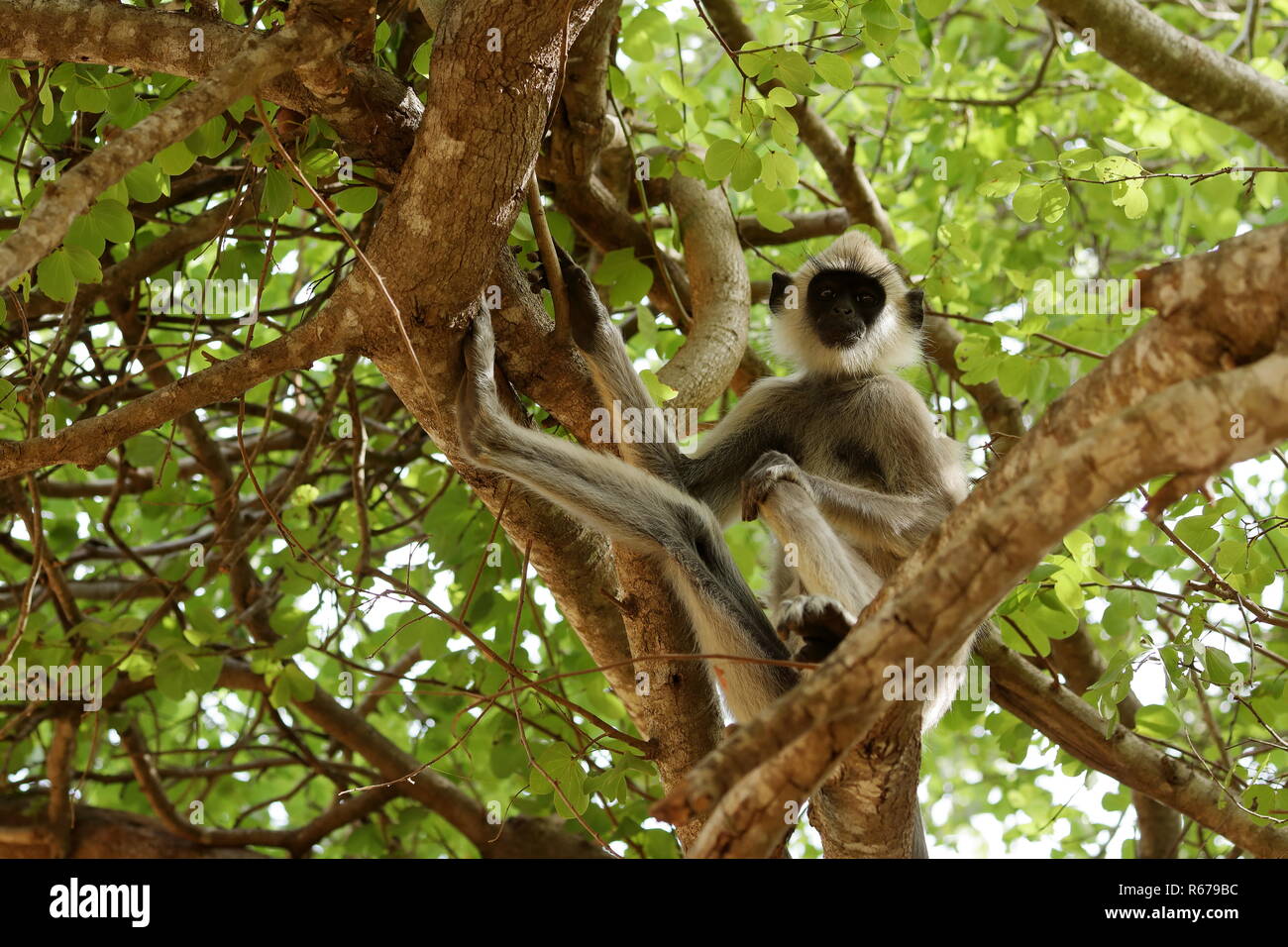 Le sud de l'hanuman langur en parc national de Yala au Sri Lanka Banque D'Images