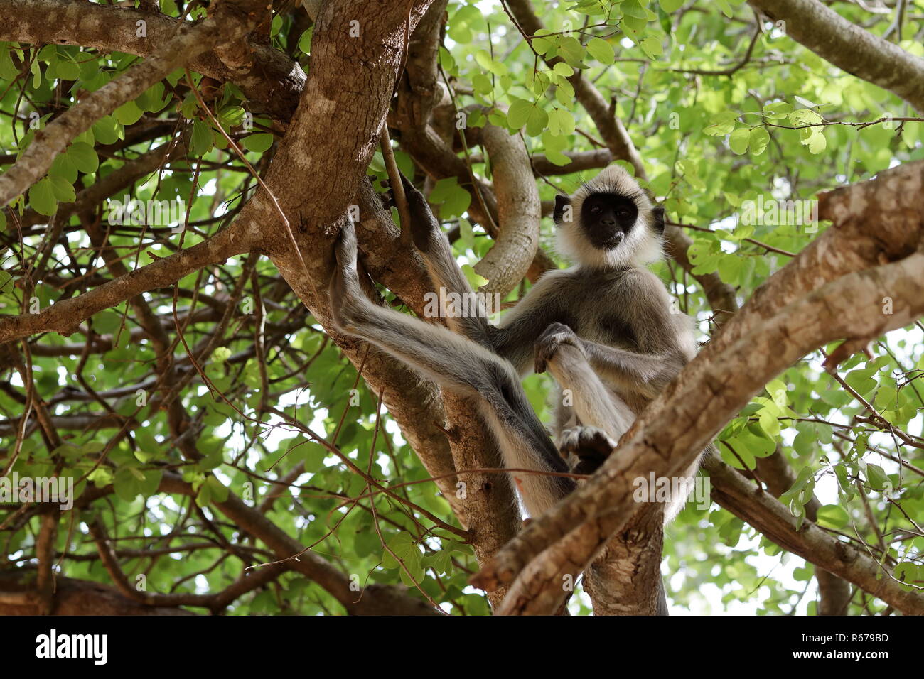 Le sud de l'hanuman langur en parc national de Yala au Sri Lanka Banque D'Images
