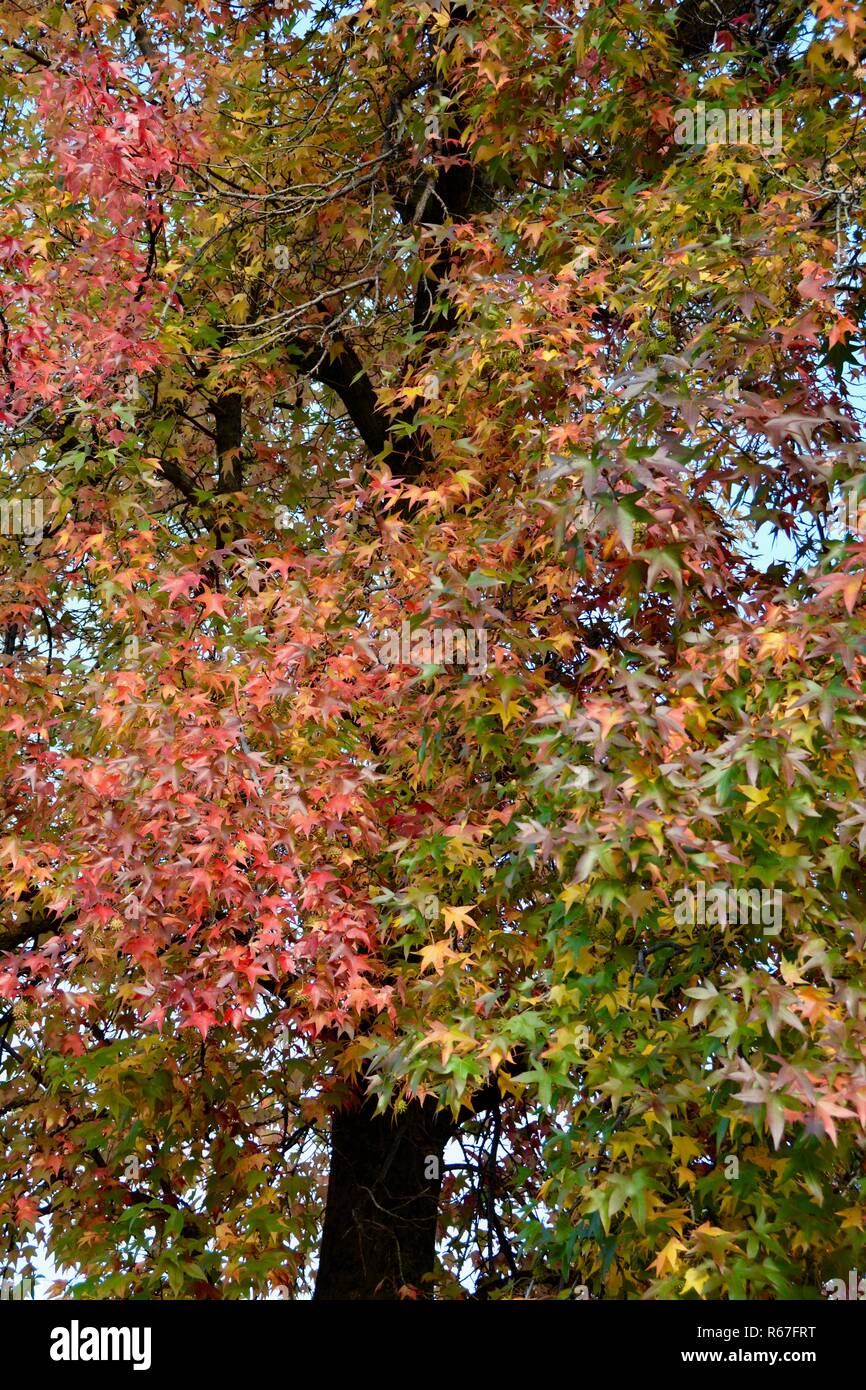 Feuilles aux couleurs automnales sur un bel arbre à Oak Glen, en Californie. Banque D'Images