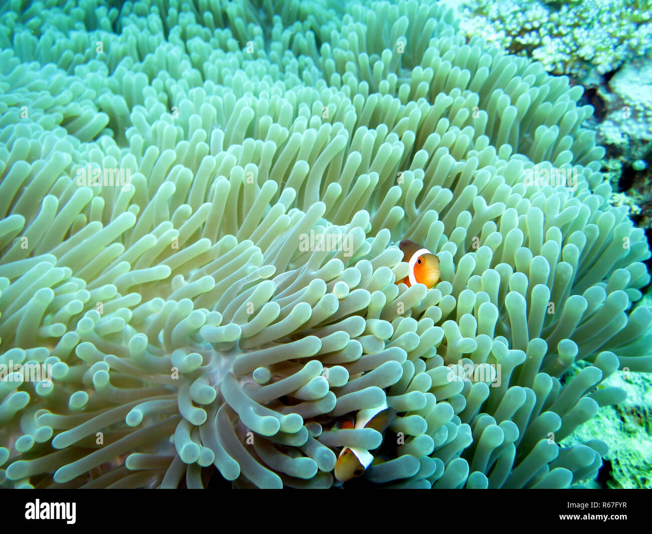 False clown - poisson clown (Amphiprion ocellaris) sur un magnifique ou l'Anémone Anémone heteractis magnifica (Maurice), pintuyan,panaon,l'île de Leyte aux Philippines,sud Banque D'Images