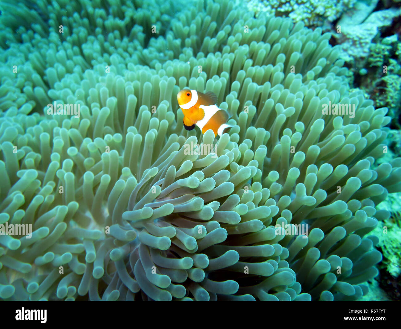 False clown - poisson clown (Amphiprion ocellaris) sur un magnifique ou l'Anémone Anémone heteractis magnifica (Maurice), pintuyan,panaon,l'île de Leyte aux Philippines,sud Banque D'Images