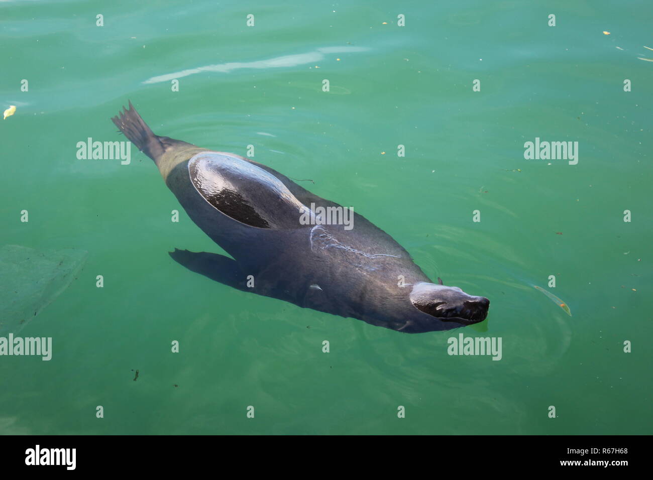 Joint de l'eau à Cape Town Afrique du Sud Banque D'Images