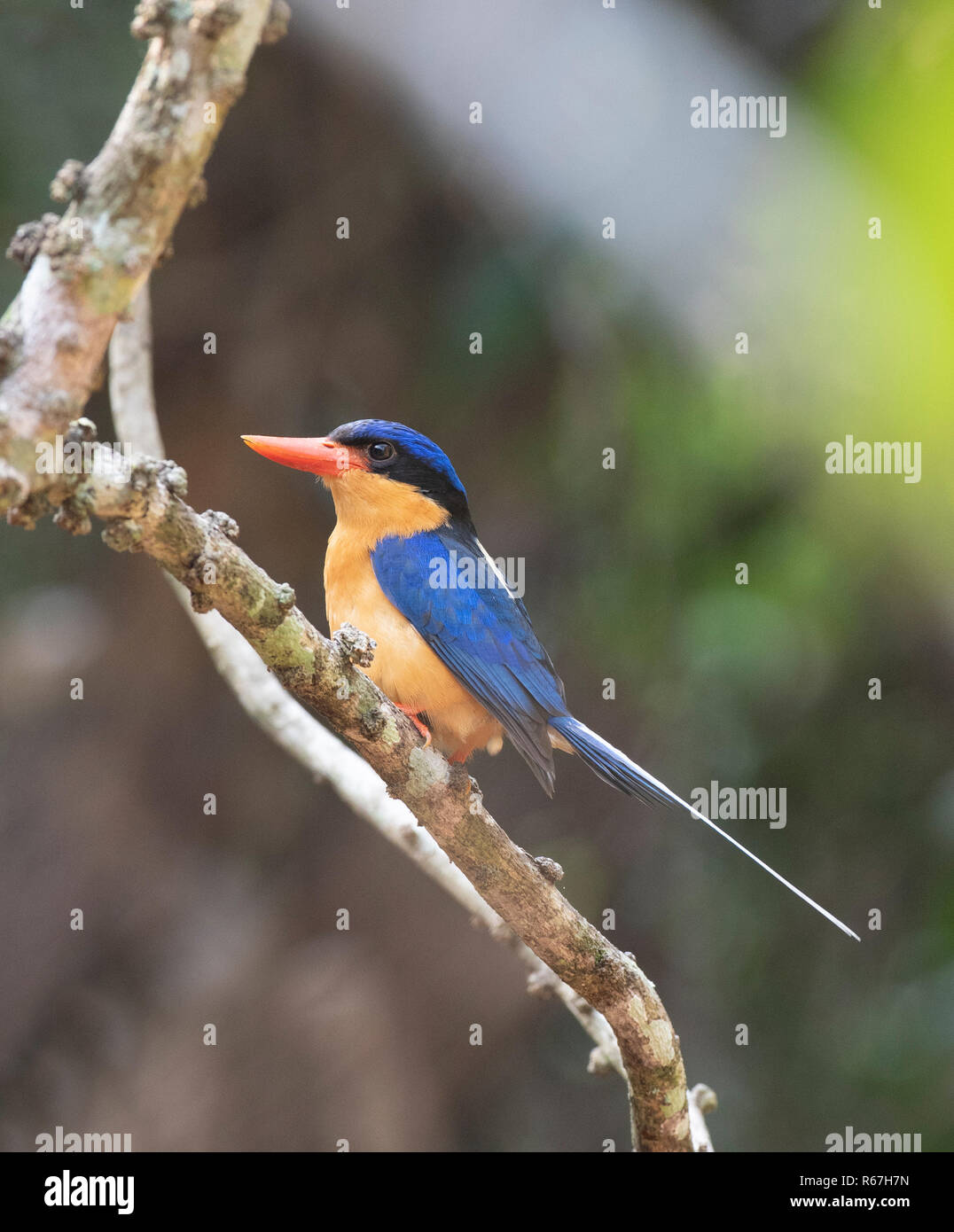 Buff-breasted Paradise Kingfisher (Tanysiptera sylvia), Julatten, Atherton, Far North Queensland, Queensland, Australie, FNQ Banque D'Images