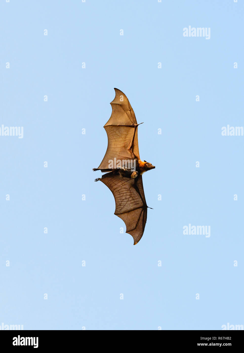 Flying Fox A Lunettes Ou Des Fruits A Lunettes Bat Pteropus Conspicillatus En Vol Transportant Un Bebe Cairns Queensland Queensland Australie Photo Stock Alamy