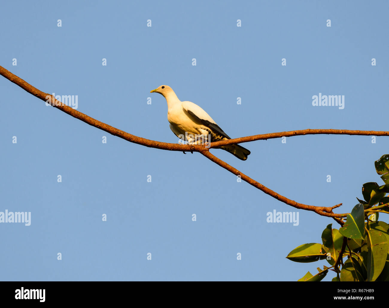 Imperial Torresian Pigeon (Ducula spilorrhoa), Far North Queensland, Cairns, Queensland, Australie, FNQ Banque D'Images