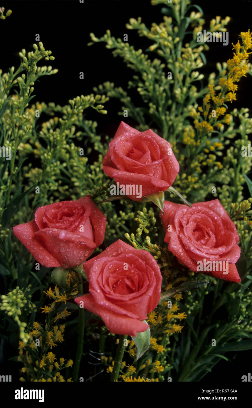 Gouttes d'eau sur l'arrangement fleurs roses rouges, Banque D'Images