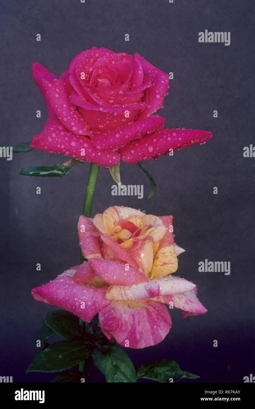 Gouttes d'eau sur les roses blanches et violettes rose Banque D'Images