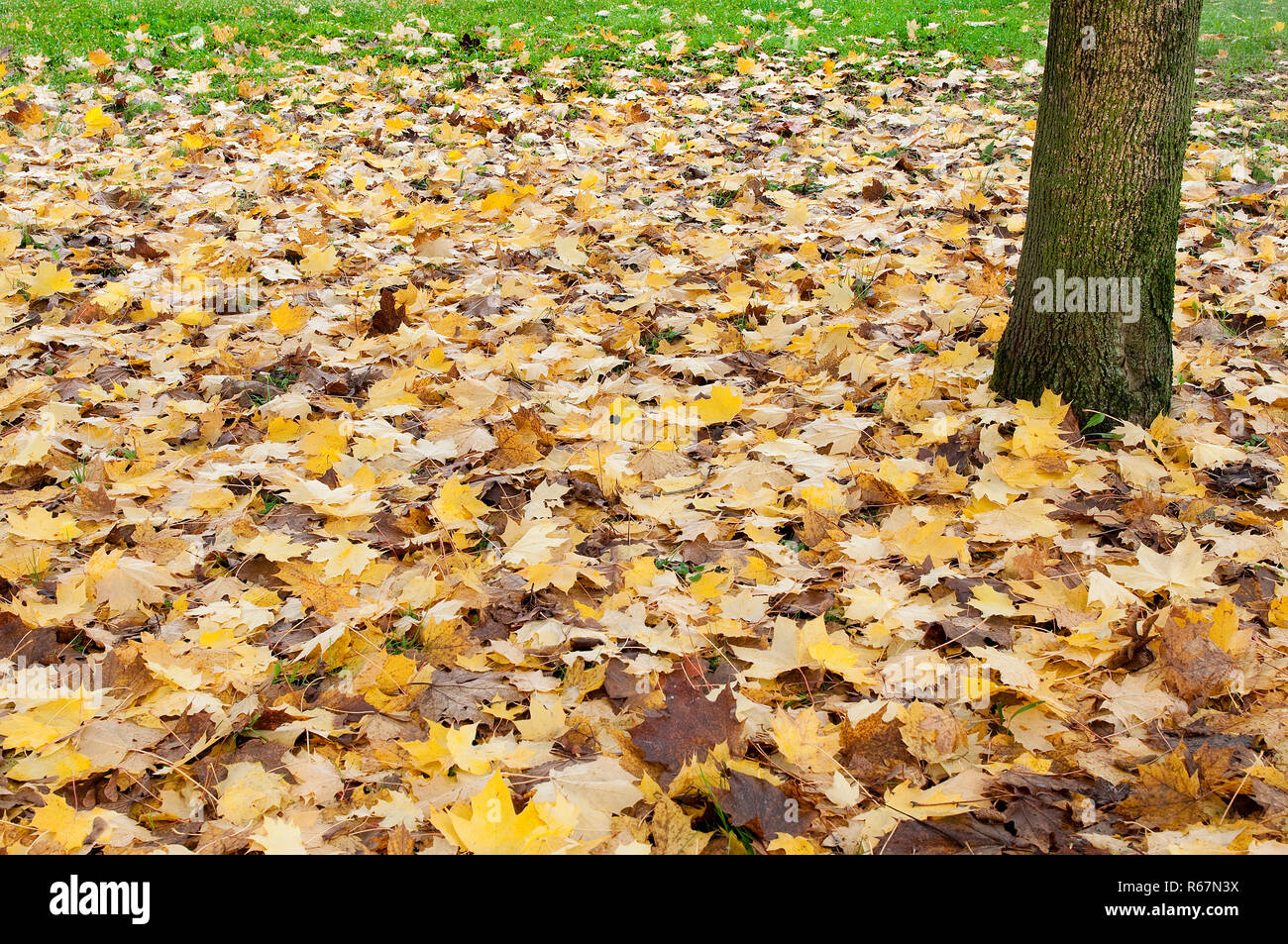 Les feuilles tombées sur le sol à l'automne dans les bois Banque D'Images