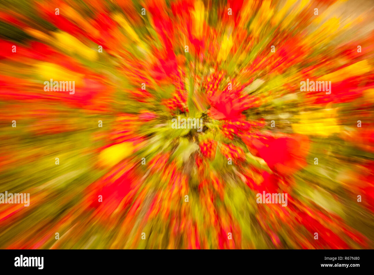 Fleurs colorées abstract Banque D'Images