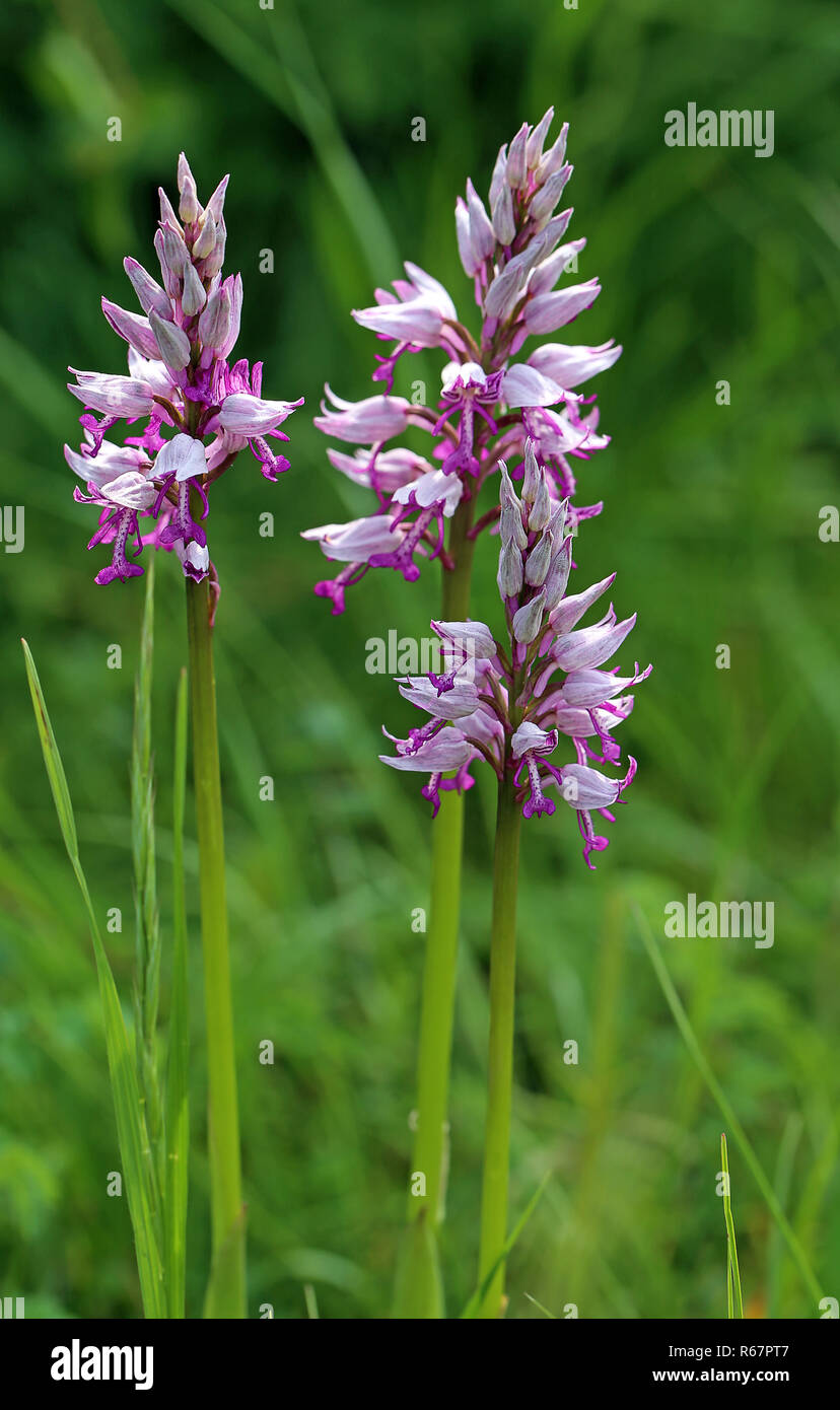 Trois spécimens de l'orchidée orchidées orchis militaris Banque D'Images
