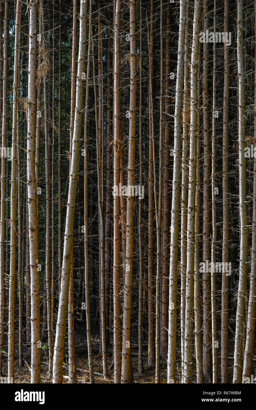 Les troncs des arbres debout étroit d'une protection d'épicéas (Picea), Rhénanie-Palatinat, Allemagne Banque D'Images