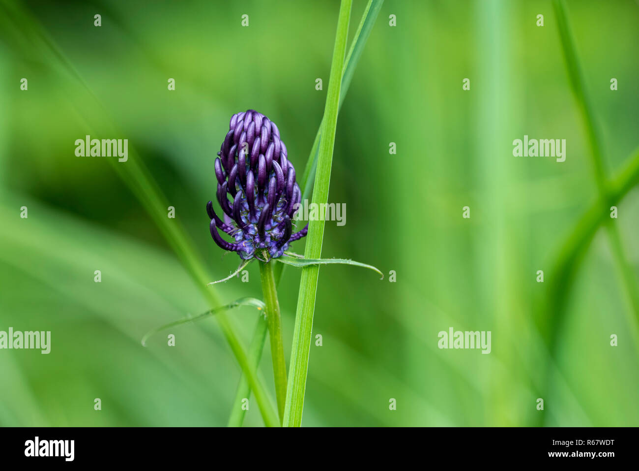 (Phyteuma nigrum Rampion noire), Schmittröder Wiesen réserve naturelle, KELKHEIM (Taunus), Hesse, Allemagne Banque D'Images