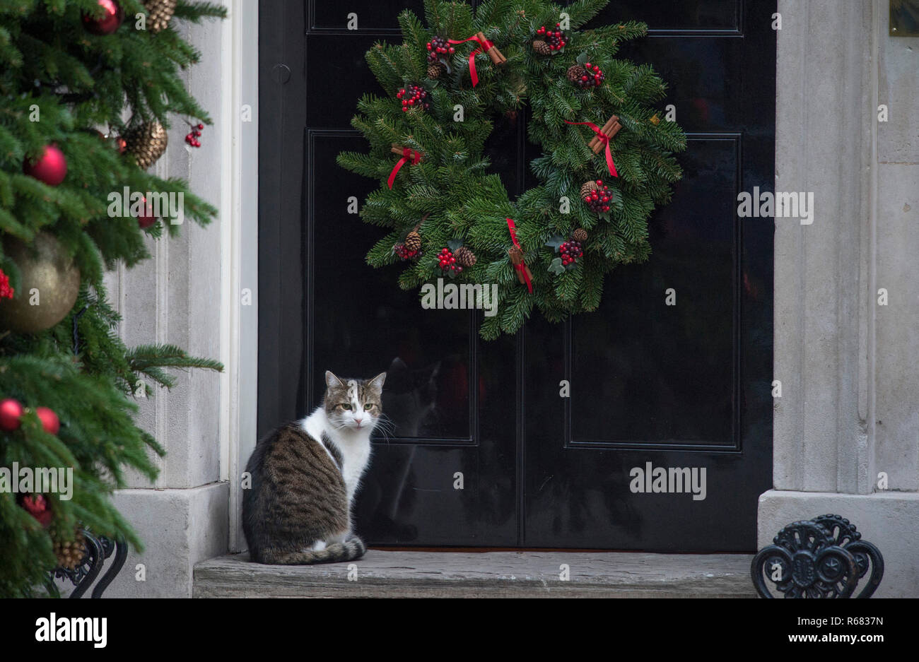 Downing Street, London, UK. 4 décembre 2018. Larry le chat à la porte du 10 Downing Street pendant la saison de fête réunion hebdomadaire du cabinet. Credit : Malcolm Park/Alamy Live News. Banque D'Images