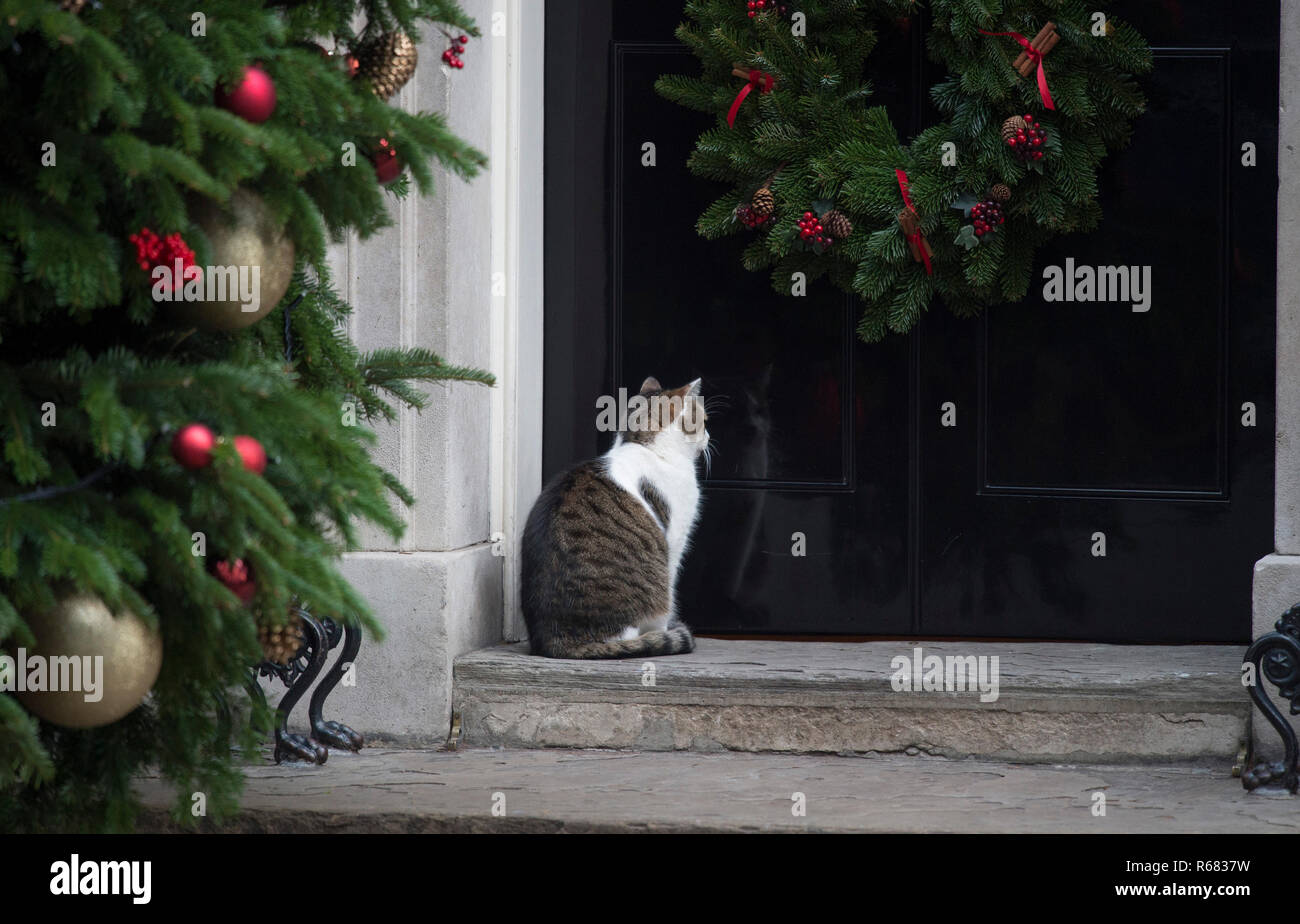 Downing Street, London, UK. 4 décembre 2018. Larry le chat à la porte du 10 Downing Street pendant la saison de fête réunion hebdomadaire du cabinet. Credit : Malcolm Park/Alamy Live News. Banque D'Images