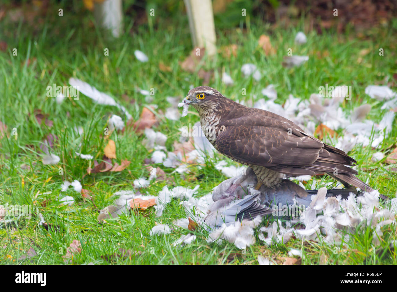 Bournemouth, Dorset, UK. 9Th Jul 2018. Femme blanche, Accipiter nisus, attaque un pigeon colombe pour déjeuner dans un jardin de Bournemouth. Banque D'Images