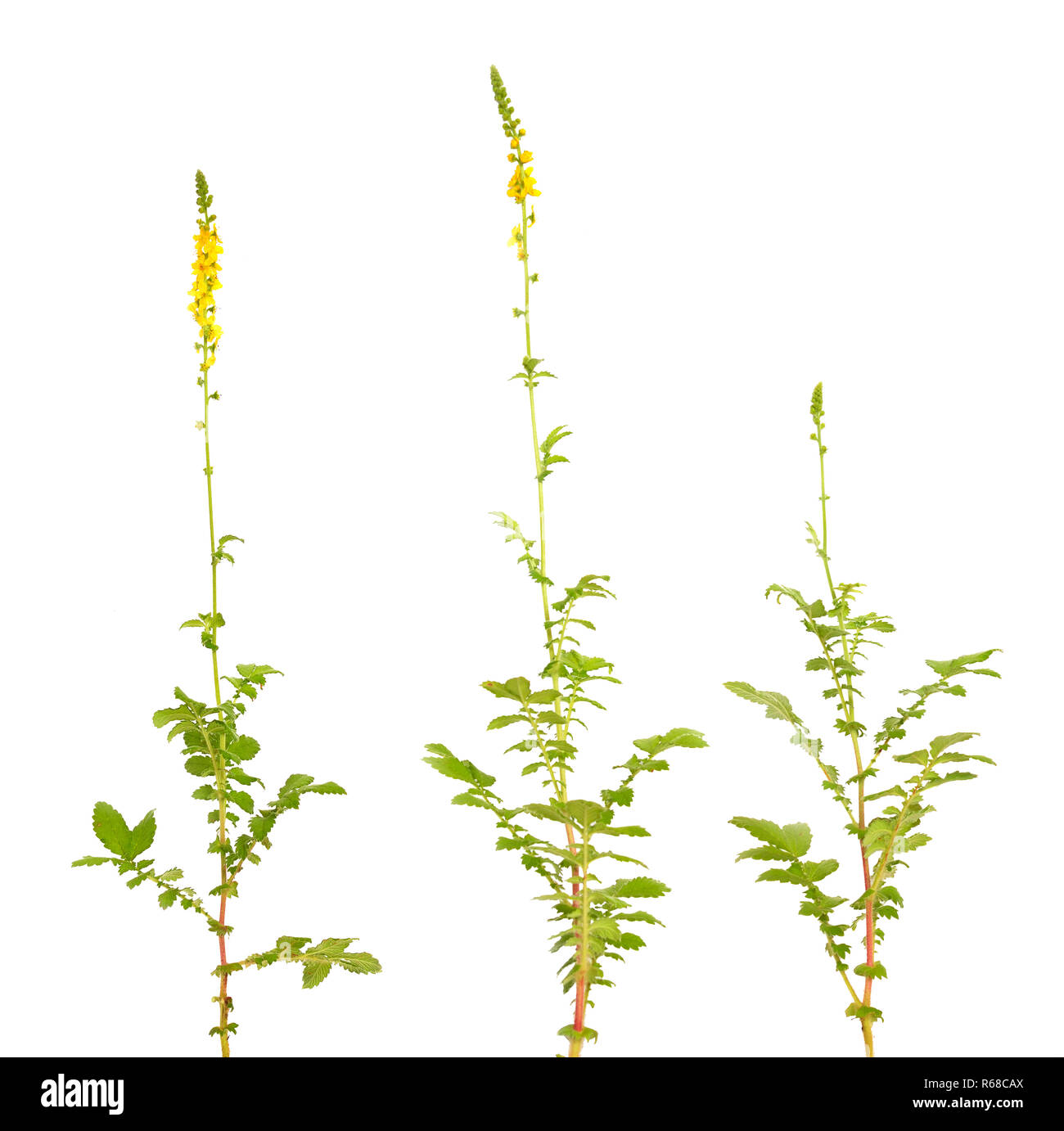 Agrimonia eupatoria, aigremoine, clochers ou sticklewort. Isolé sur fond blanc. Banque D'Images