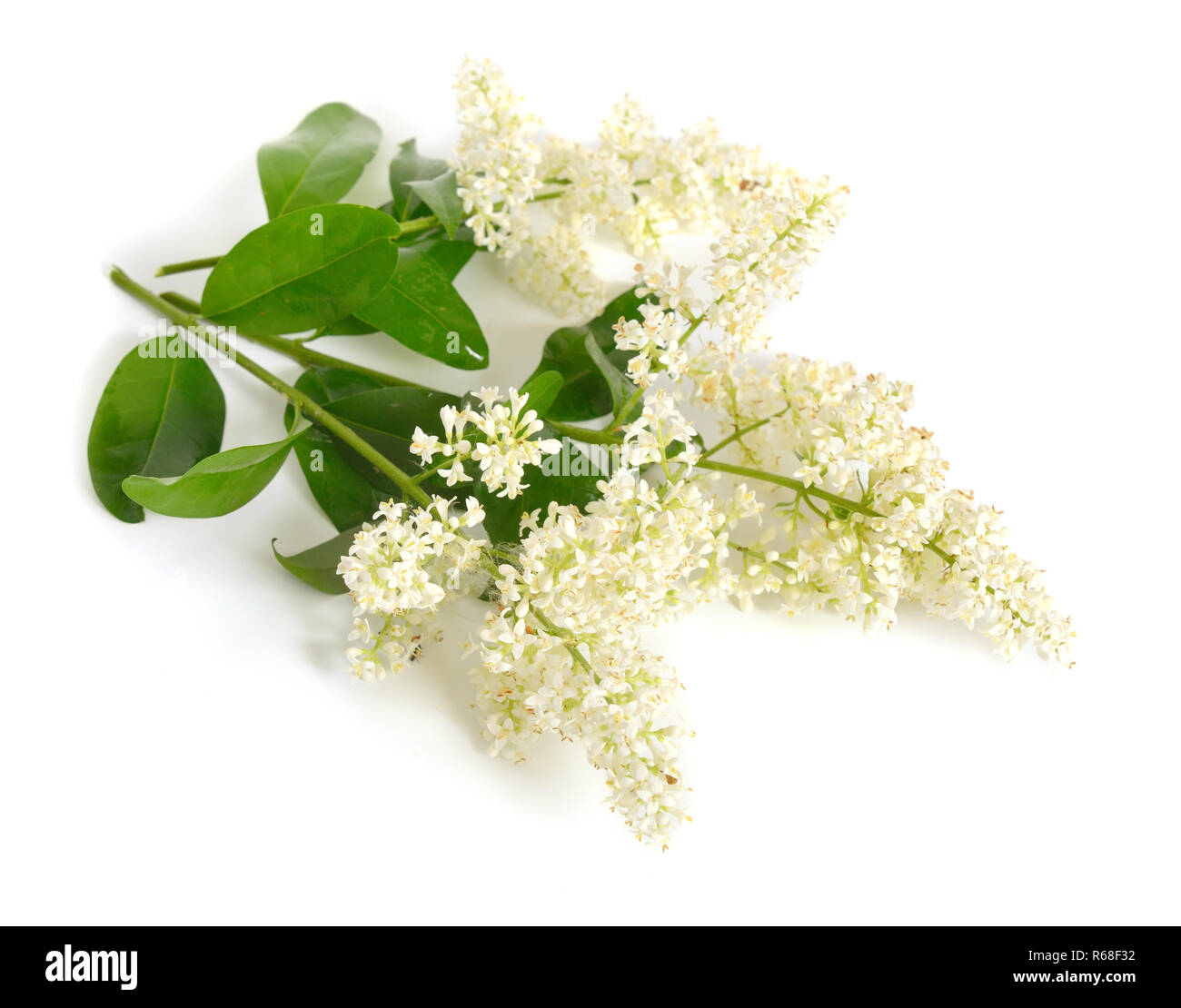 Plante avec des fleurs de troènes. Isolé sur fond blanc. Banque D'Images