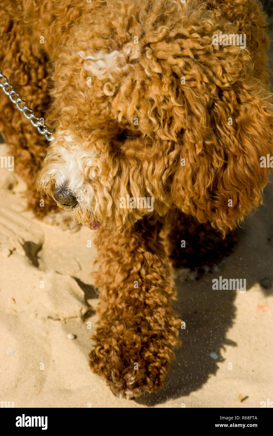 Labradoodle Banque D'Images