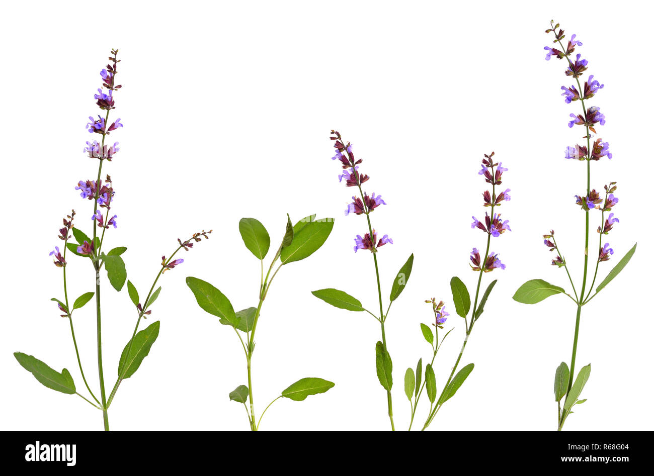 Salvia officinalis (sauge, aussi appelé jardin commun, sage Banque D'Images