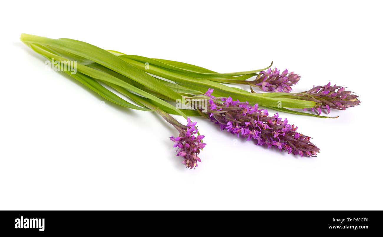 Dactylorhiza majalis, western marsh orchid, large-leaved marsh o Banque D'Images