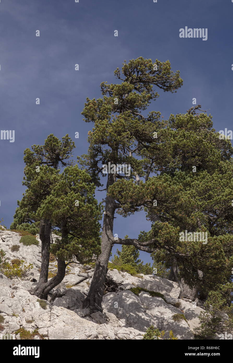 Vieux pins de montagne, Pinus mugo subsp. uncinata sur du calcaire sur le Col de La Pierre St Martin dans les Pyrénées. Espagne Banque D'Images
