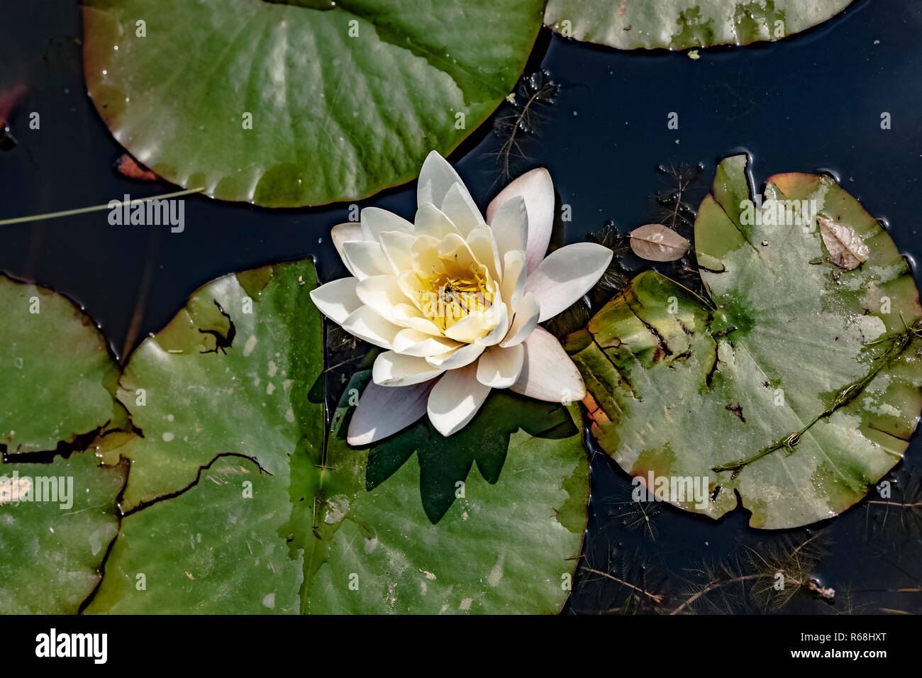 Gros plan d'une fleur de lys d'eau flottant dans un étang parmi les lilypads. Banque D'Images