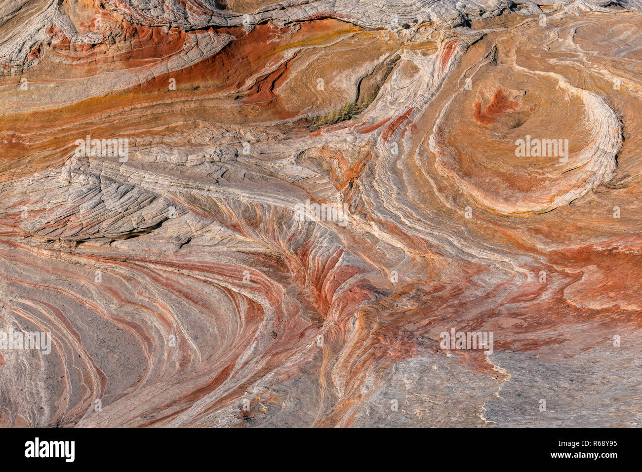 L'érosion de grès, Vermillion Cliffs National Monument, Arizona, Plateau Paria Banque D'Images