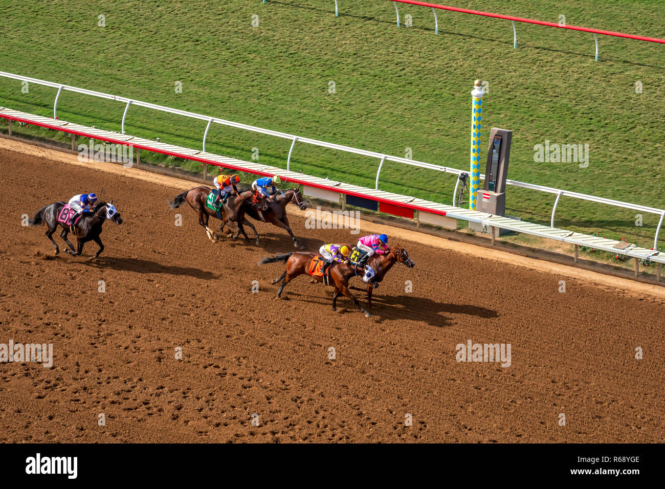 Chevaux de course sur le point de franchir la ligne d'arrivée à Del Mar, Californie Banque D'Images