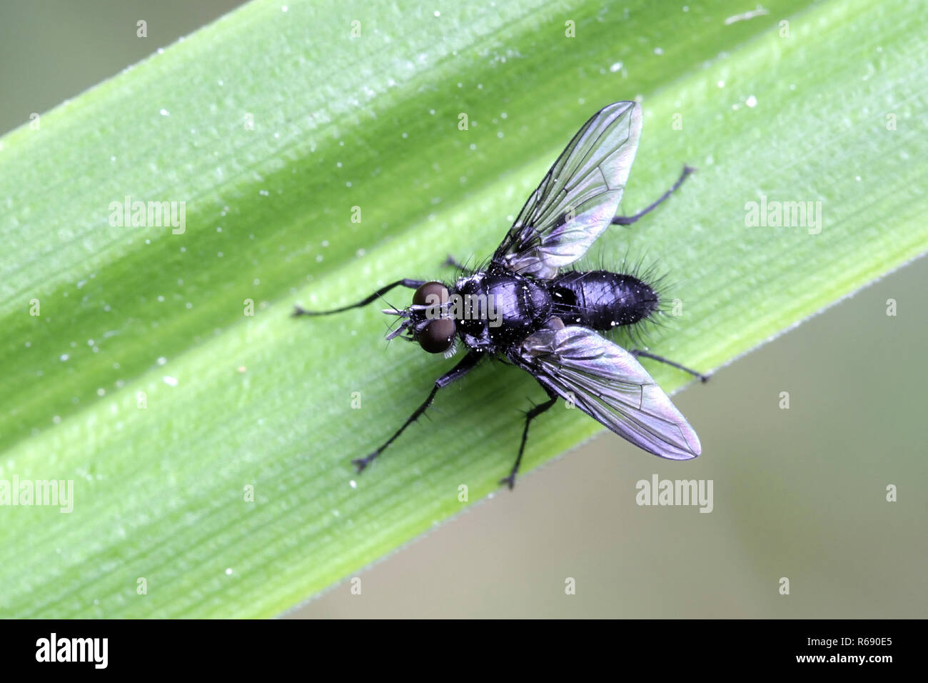 Melanomya nana, petite mouche noire Banque D'Images