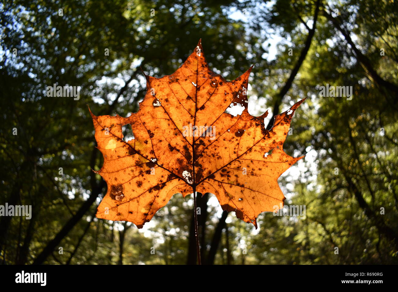 L'orange vif et en décomposition American Sycamore Tree leaf a tenu jusqu'à la lumière du soleil. Banque D'Images