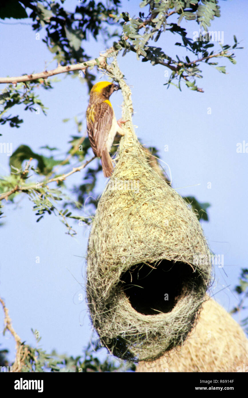 baya weaver, Weaverbird, Baya Weaver Bird Nest, Weaverbird Nest, Inde, Asie Banque D'Images