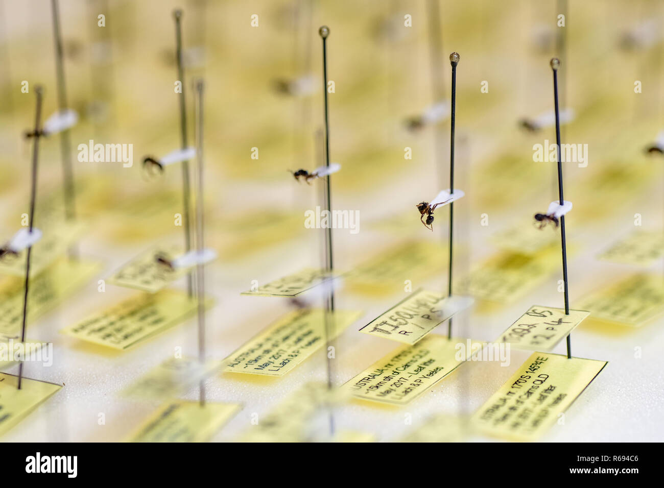 Coincé et a souligné les fourmis avec étiquettes d'une grande collection d'entomologie insectes Banque D'Images