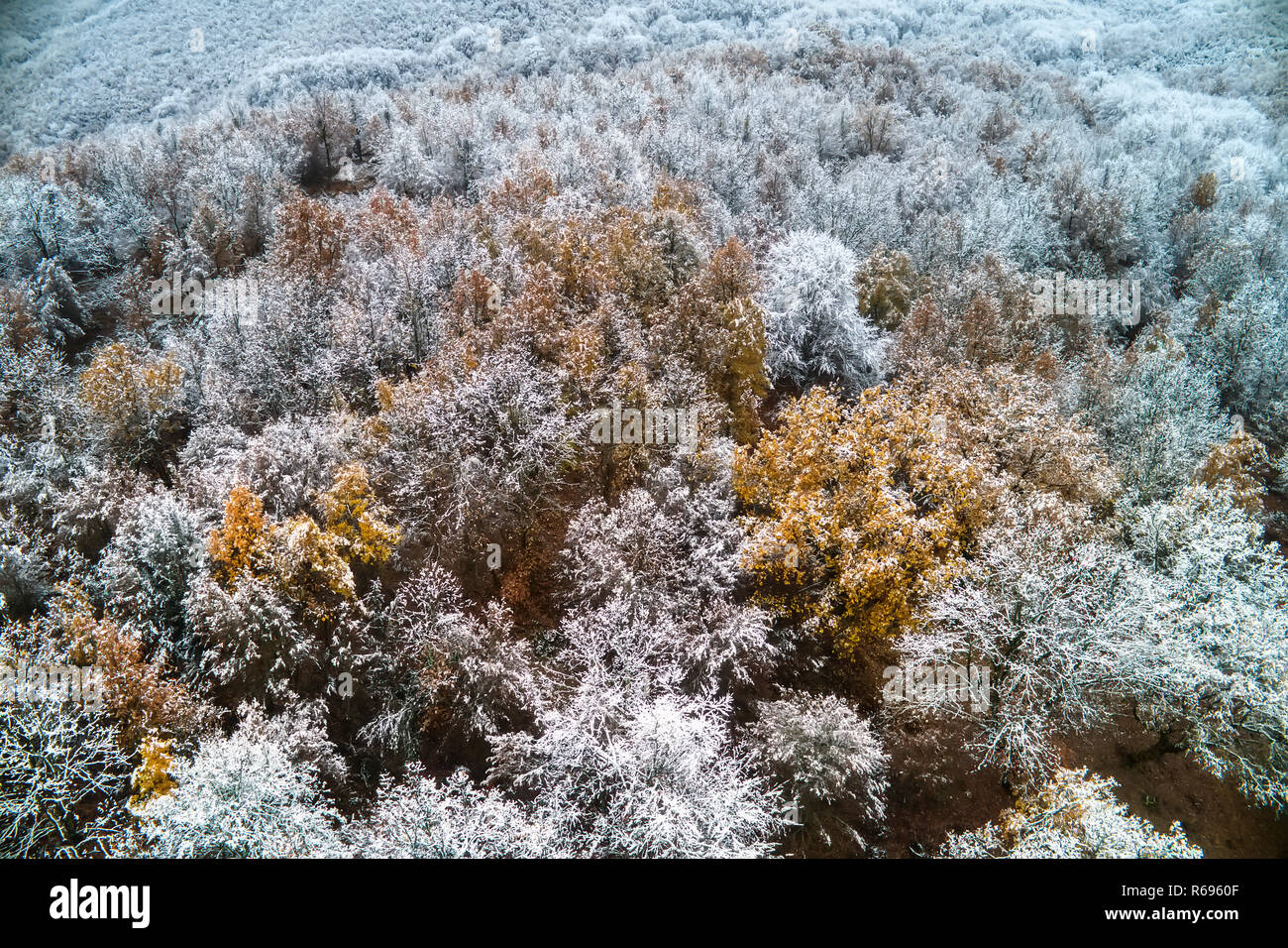 Vue aérienne de la forêt enneigée dans le domaine de l'Vermio dans le nord de la Grèce. Capturé par le haut avec un drone. Deux saisons - l'hiver et l'automne scene Banque D'Images