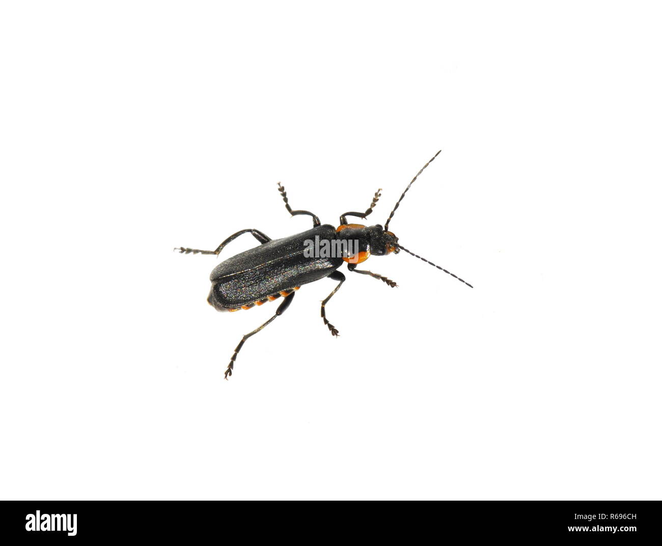 Le soldat beetle Cantharis obscura sur fond blanc Banque D'Images