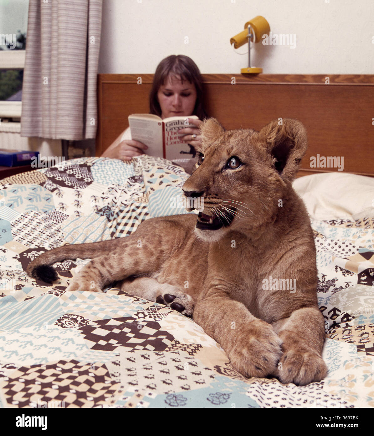 Apprivoiser lion cub dans la chambre Banque D'Images